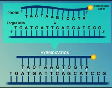 DNA probe hybridization