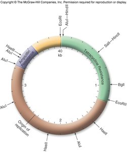 Plasmid and bacterial chromosome