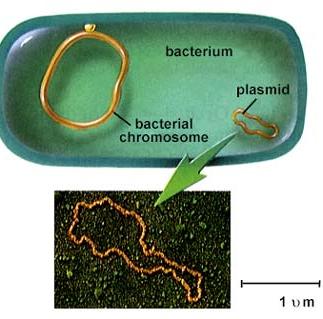 Plasmid map with restriction sites