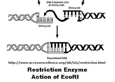 Restriction enzyme cutting DNA