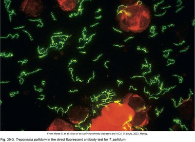 Direct fluorescent antibody test for Treponema pallidum