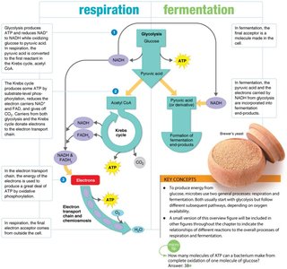 Comparison of respiration and fermentation pathways