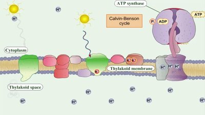 Photosynthesis: thylakoid membrane and Calvin-Benson cycle