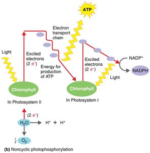 Non-cyclic photophosphorylation pathway