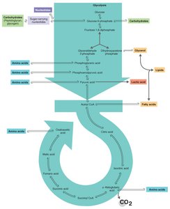 Integrated metabolism: the big picture