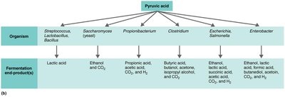 Table of fermentation end-products by organism