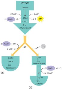 Lactic acid and alcohol fermentation pathways