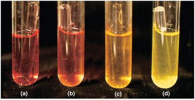 Fermentation test tubes with pH indicator and gas production