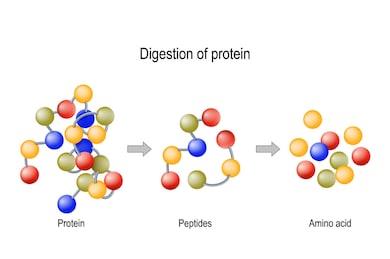 Digestion of protein: protein to peptides to amino acids