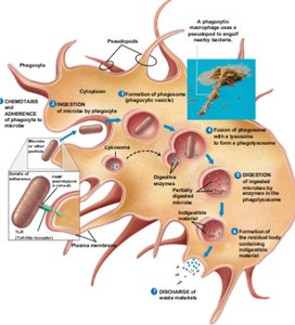 Diagram of phagocytosis process