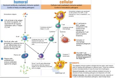 Diagram of humoral and cellular immune responses