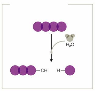Hydrolysis breaking a peptide bond