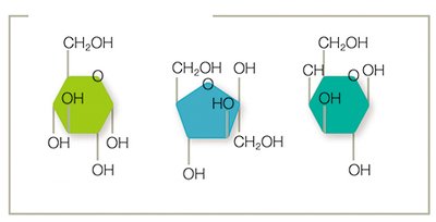 Monosaccharide structures: glucose, fructose, galactose