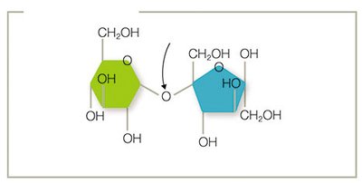 Disaccharide formation: glycosidic bond in sucrose