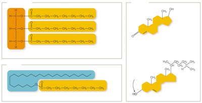 Triglyceride, wax, and steroid structures