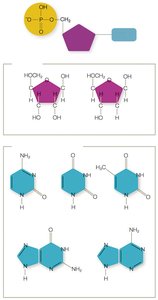 Nucleotide structure and bases