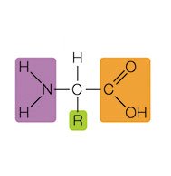 Amino acid structure