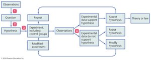 The scientific method: flowchart of steps