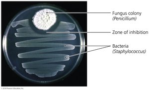 Effects of penicillin on a bacterial lawn in a Petri dish