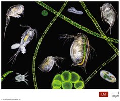 The microbial world as seen under a microscope