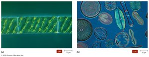 Algae: examples of unicellular and multicellular forms