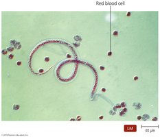 Immature stage of a parasitic worm in blood