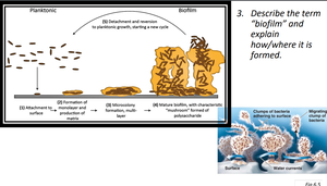 Biofilm formation stages