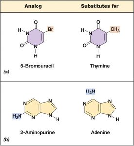 Base analogs and their substitution for normal bases