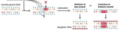 Radiation effects on DNA