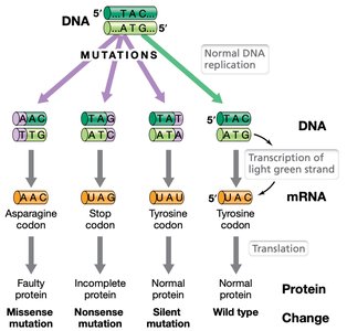 Types of mutations and their effects on protein coding