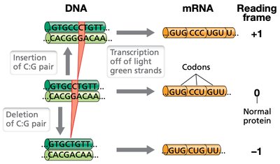 Frameshift mutation effects on mRNA and protein