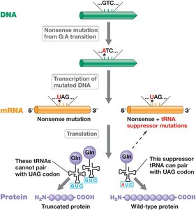 Frameshift mutation effects on reading frame and protein coding
