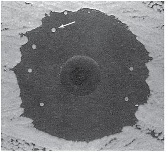 Replica plating for mutant detection