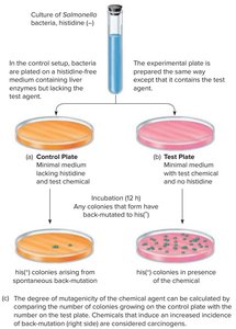 Ames test experimental setup