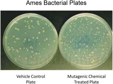 Ames test plates showing mutagenic effect