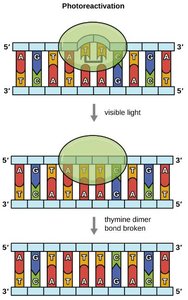 Photoreactivation repair of thymine dimers