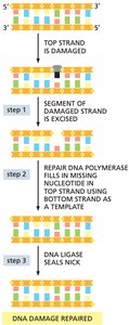Base excision repair steps