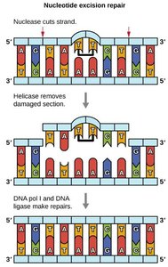 Nucleotide excision repair mechanism