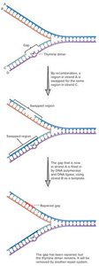 Recombinational repair of DNA