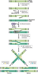 Transformation process in bacteria