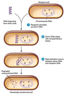 Transformation steps: DNA uptake and recombination