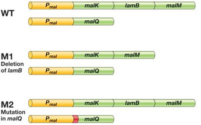 Comparison of wild-type and mutant gene arrangements