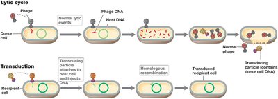 Generalized and specialized transduction mechanisms