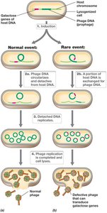 Prophage integration in host chromosome