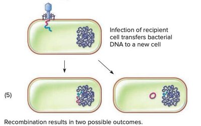 Transduction outcomes in recipient cell