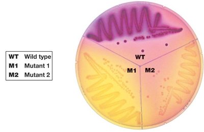 Phenotypic differences between wild-type and mutant strains on agar plate
