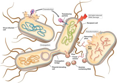 Overview of transformation, transduction, and conjugation