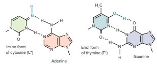 Tautomeric forms of cytosine and thymine