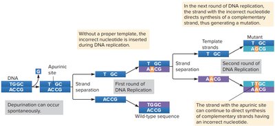 DNA polymerase slippage leading to insertions and deletions