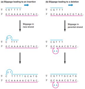 Depurination and its effect on DNA replication